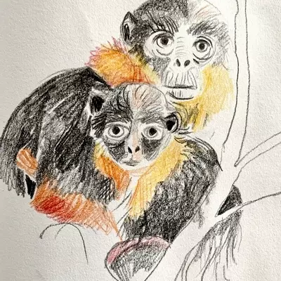 a coloured pencil drawing of a pair of cunabus monkeys. They are hugging each other in a tree, their fur is black and orange/ red around their necks. The have very human faces and an intense gaze